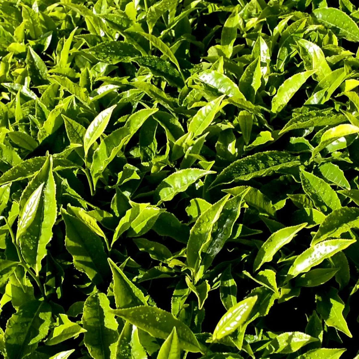 Té Verde Matcha Bio filtri piramidali Ship