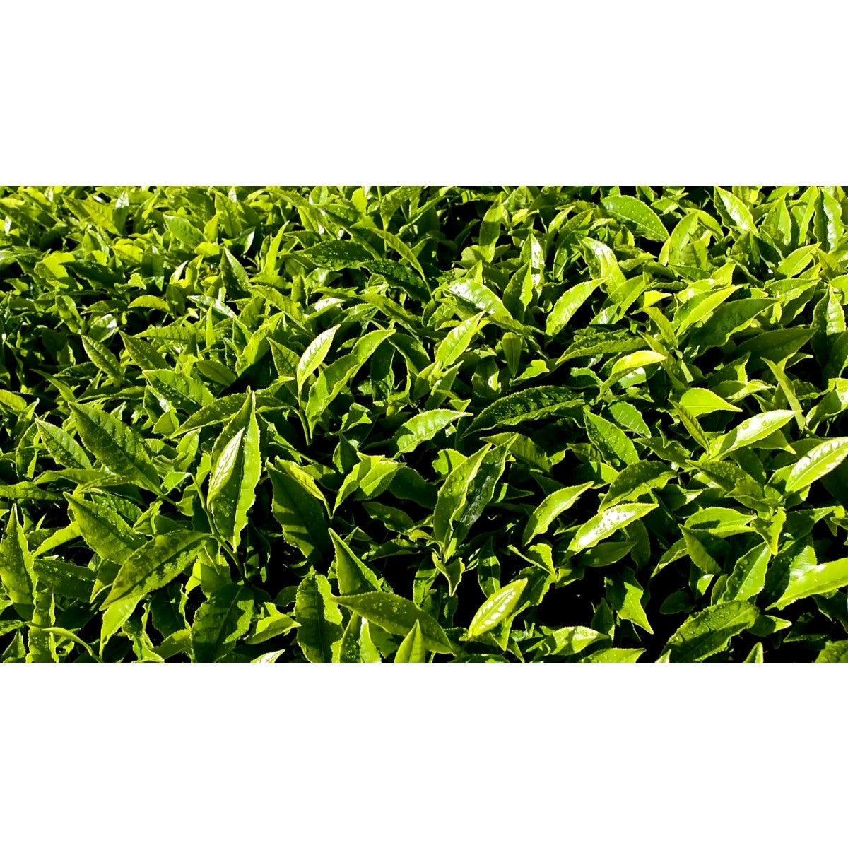 Té Verde Matcha
