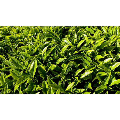 Té Verde Matcha
